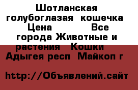 Шотланская голубоглазая  кошечка › Цена ­ 5 000 - Все города Животные и растения » Кошки   . Адыгея респ.,Майкоп г.